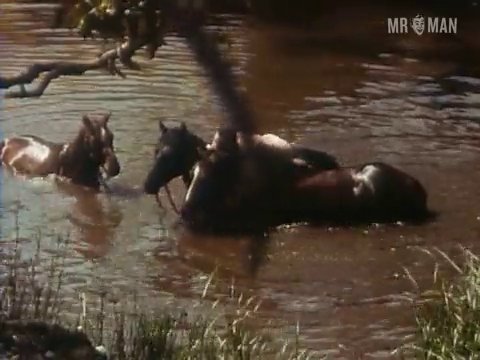 Russell Crowe Nude Naked Pics And Sex Scenes At Mr Man