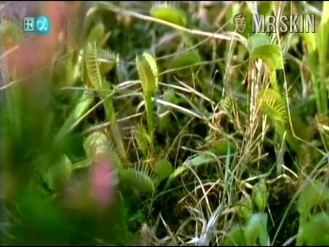 Cosma Shiva Hagen Nude Naked Pics And Sex Scenes At Mr Skin Hot